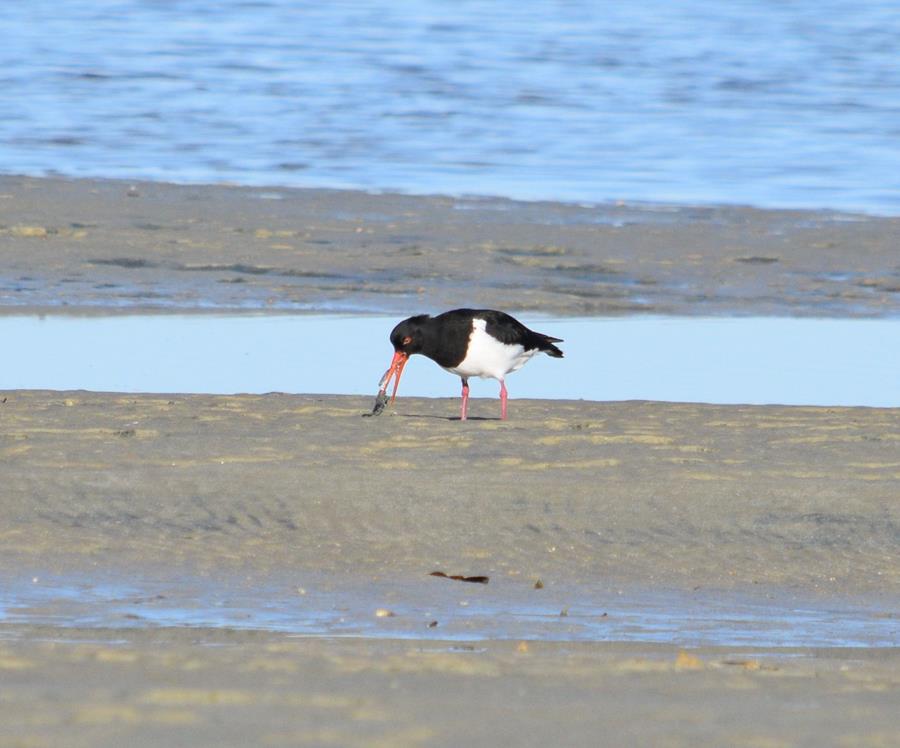 Oyster-catcher-pied-0005k.JPG