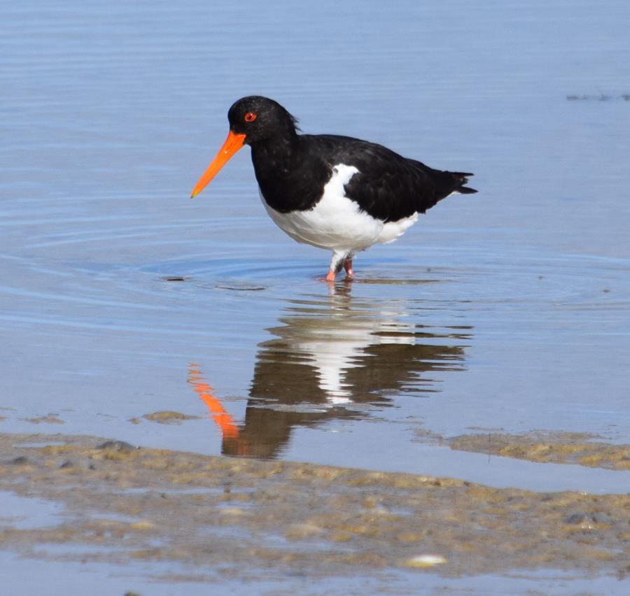 Oyster-catcher-pied-0006k.JPG