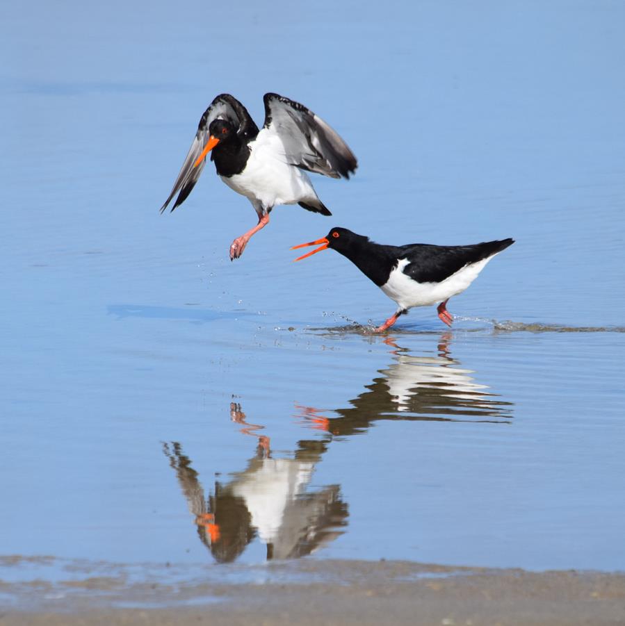 Oyster-catcher-pied-0007k.JPG