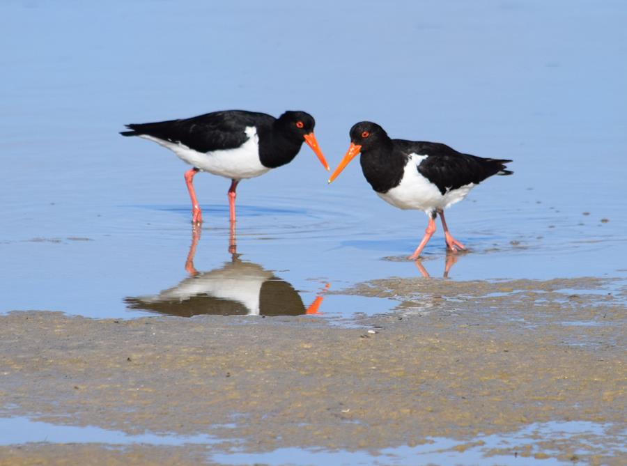 Oyster-catcher-pied-0010k.JPG