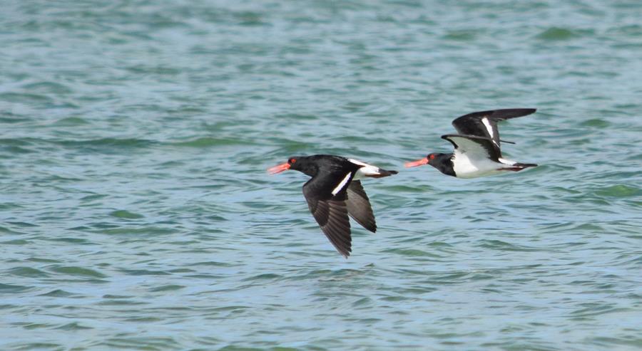 Oyster-catcher-pied-0013k.JPG