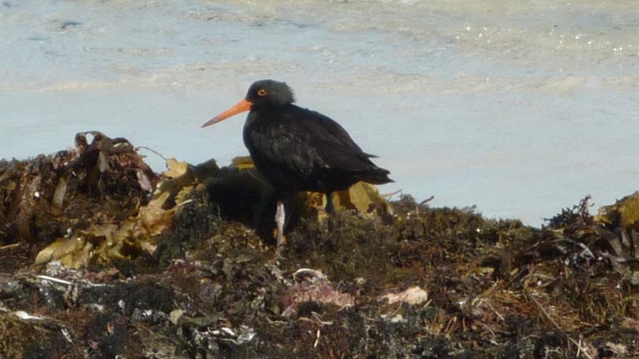 Oyster-catcher-sooty-0001v.jpg