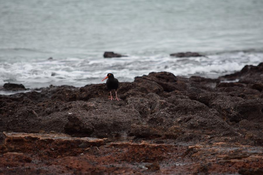 Oyster-catcher-sooty-0002u.JPG