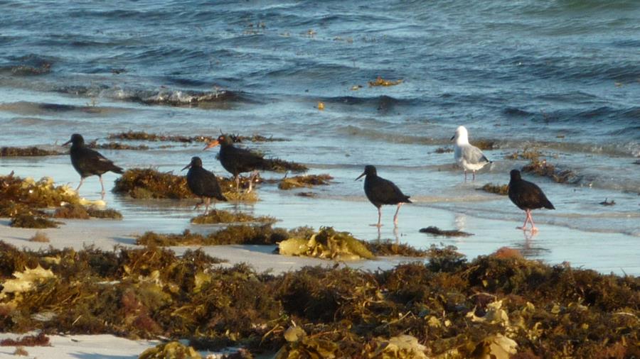 Oyster-catcher-sooty-0002v.jpg