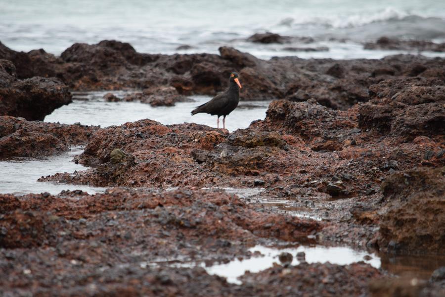 Oyster-catcher-sooty-0003u.JPG