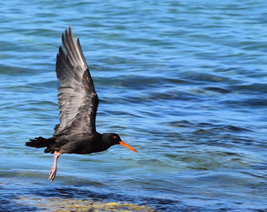 Oyster-catcher-sooty-0015v.JPG