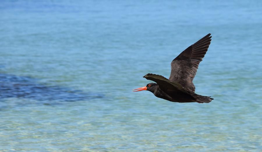 Oyster-catcher-sooty-Mar-2018-0004.JPG