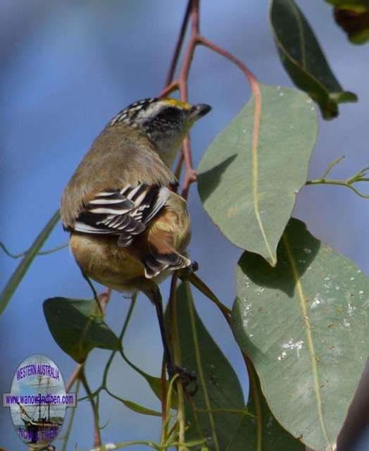 Pardalote-striated-7001.JPG