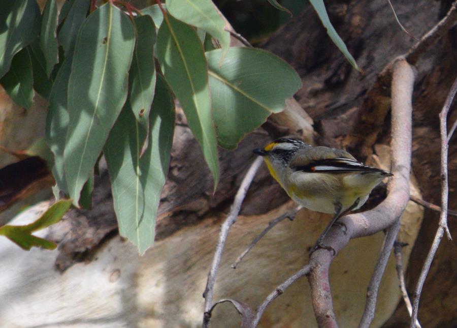 Pardalote-striated-M-Aug-2017-0003.JPG