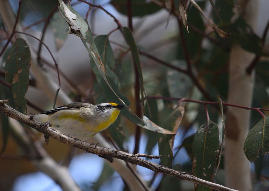 Pardalote-striated-M-Aug-2017-0007.JPG