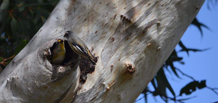 Pardalote-striated-M-Aug-2017-0009.JPG