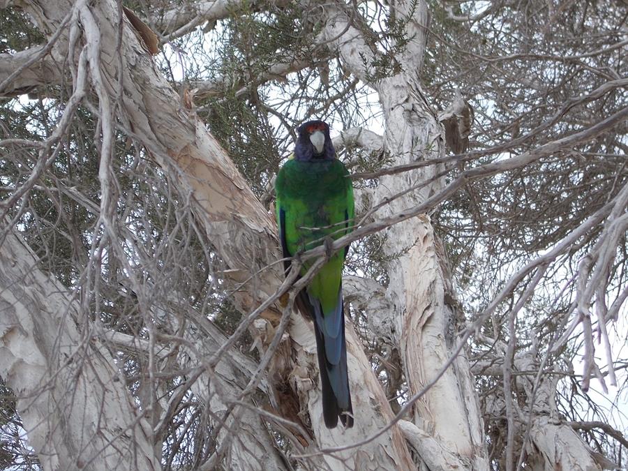 Parrot-Ringneck-Australian-0001w.JPG