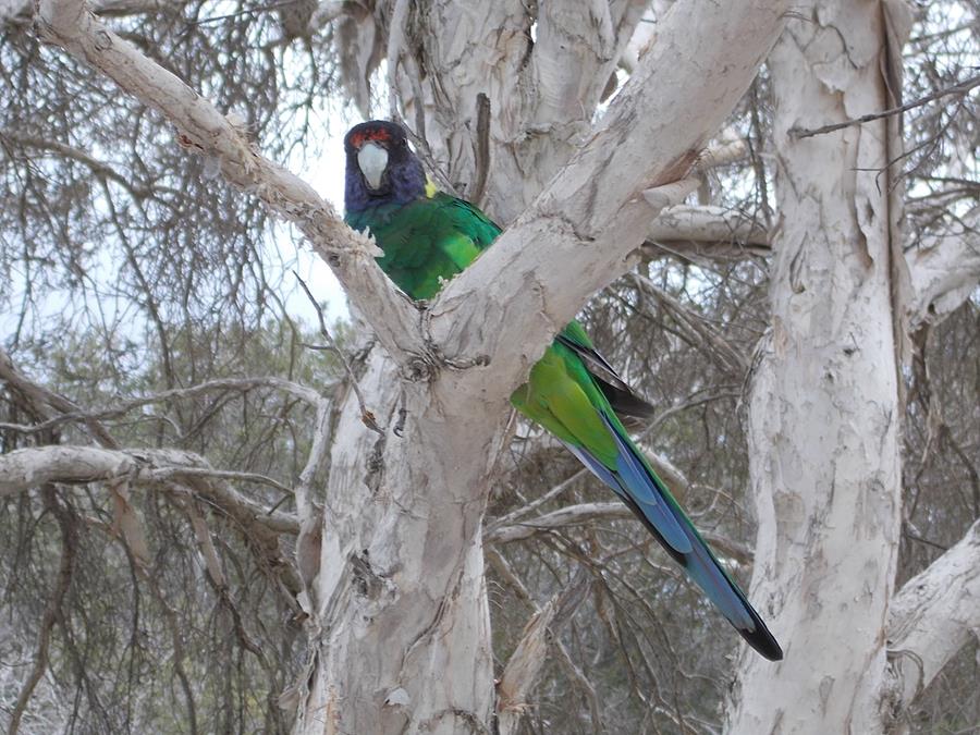 Parrot-Ringneck-Australian-0002w.JPG