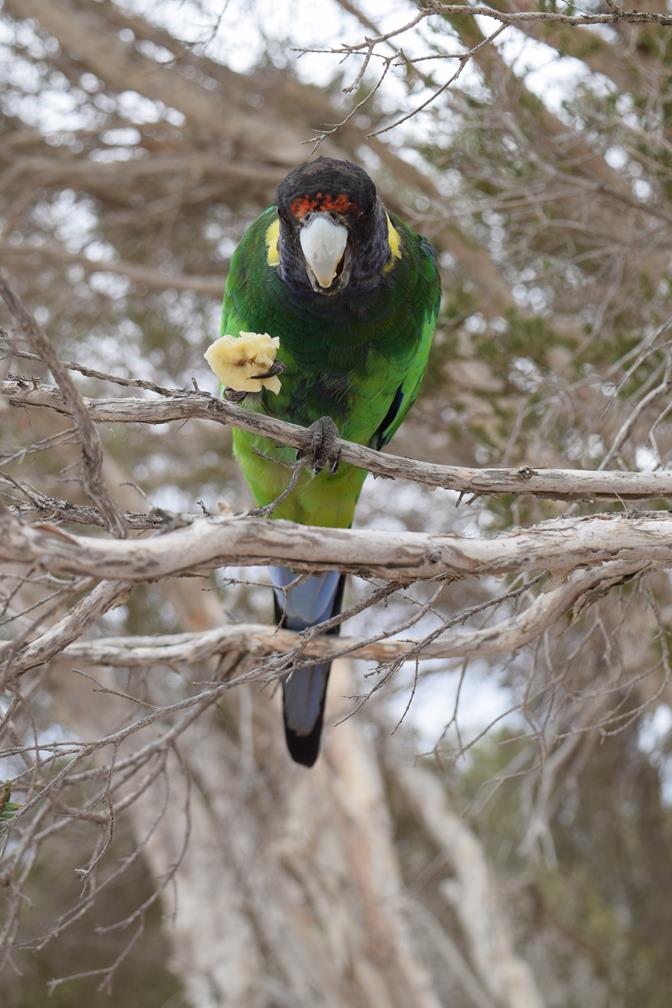 Parrot-Ringneck-Australian-0014w.JPG