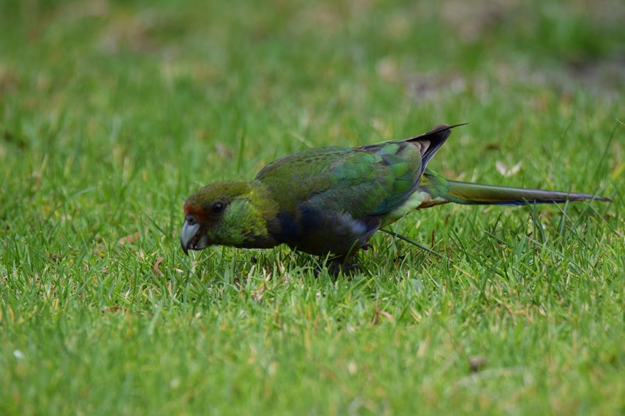 Parrot-red-capped-0049q.JPG