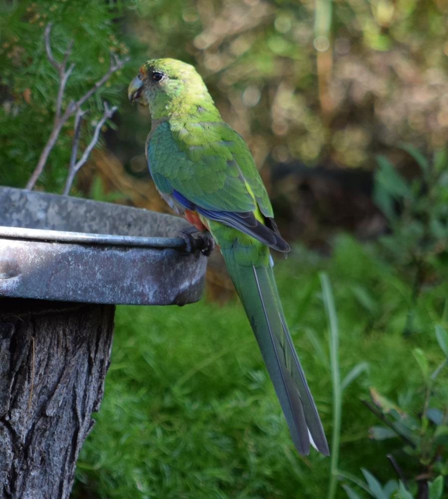 Parrot-red-capped-0053q.JPG