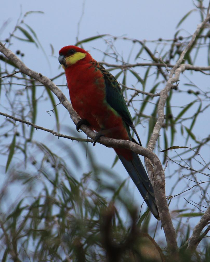 Parrot-western-rosella-7833.JPG