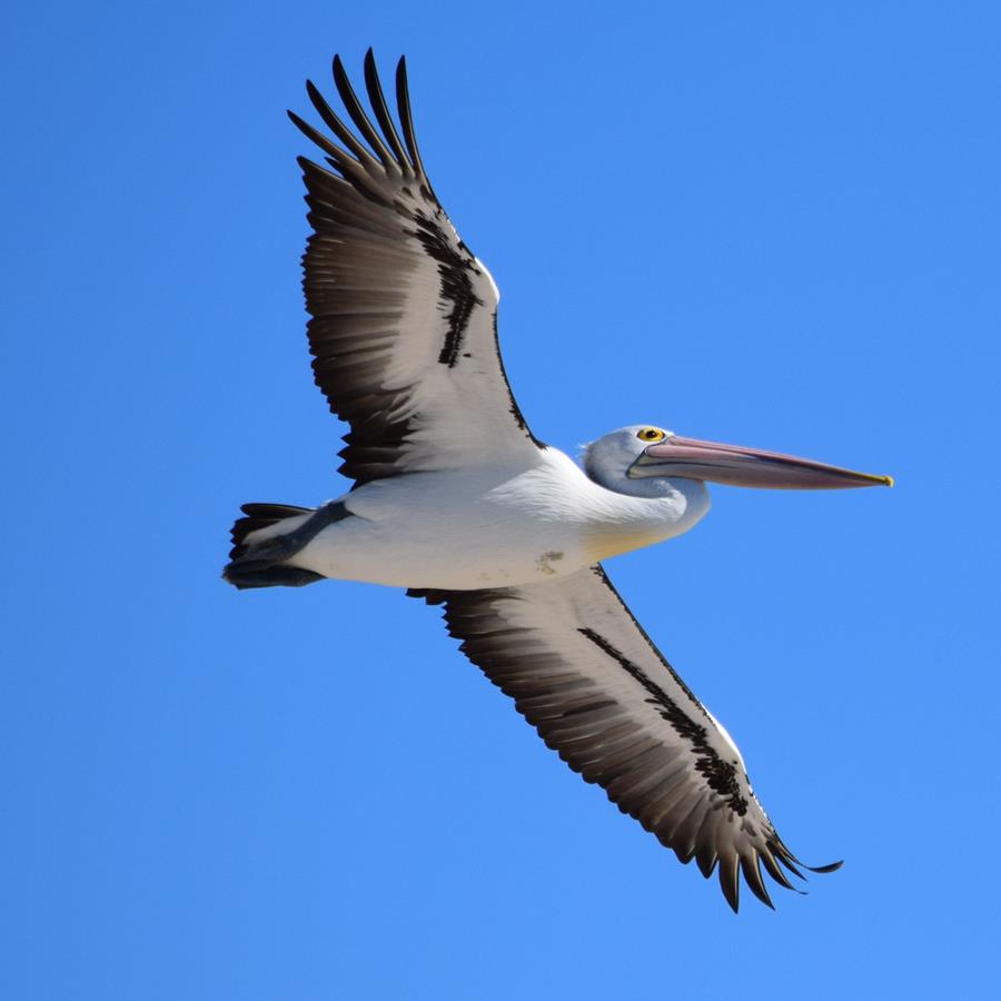 Pelican-0001t.JPG