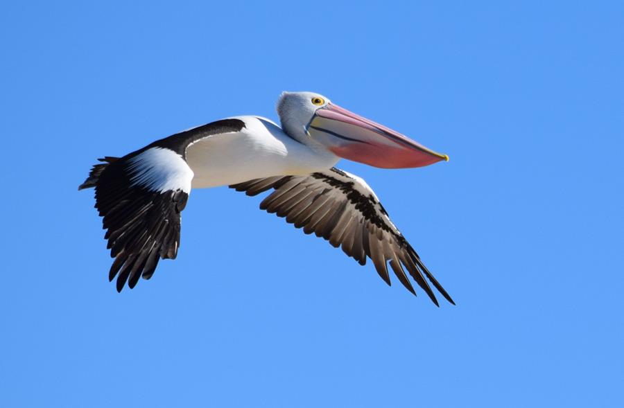 Pelican-0004s.JPG