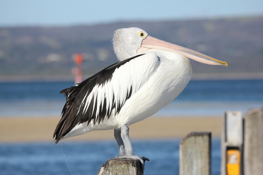 Pelican-a0002.JPG