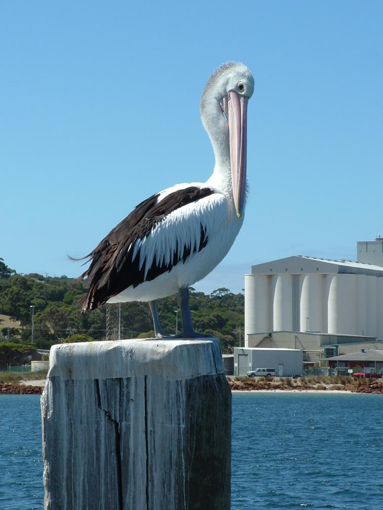 Pelican-a0045.jpg