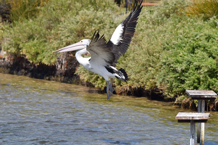 Pelican-a0065.JPG