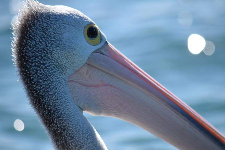 Pelican-yellow-eyed-Feb-2018-00006.JPG