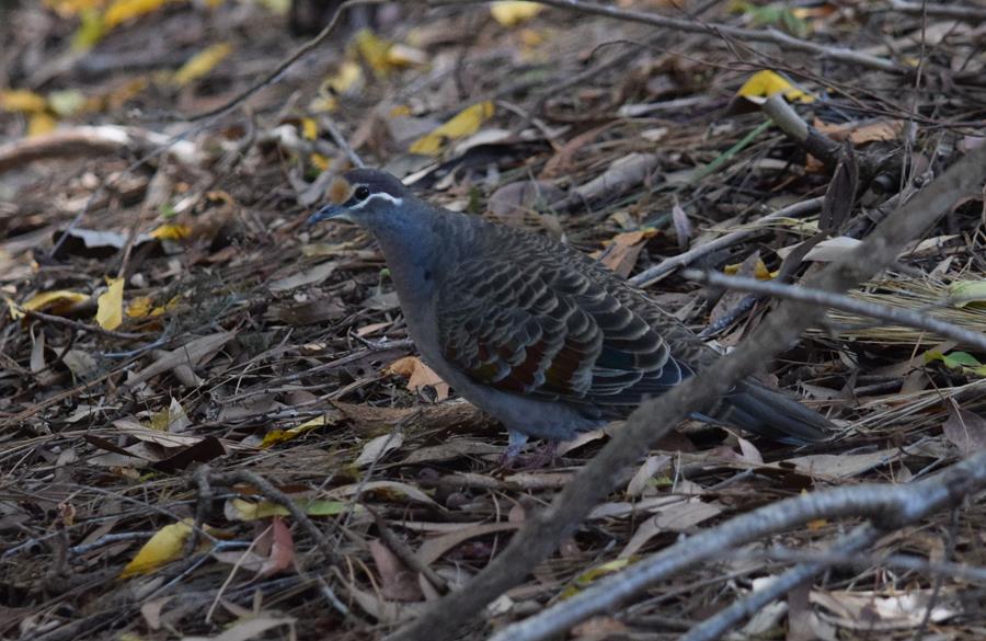 Pigeon-common-bronzewing-0001.JPG