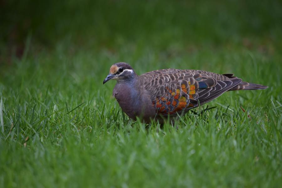 Pigeon-common-bronzewing-0001a.JPG