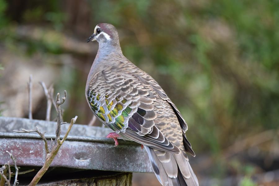 Pigeon-common-bronzewing-0001o.JPG