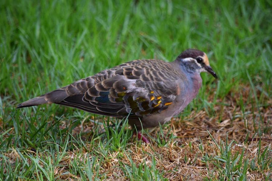 Pigeon-common-bronzewing-0005a.JPG