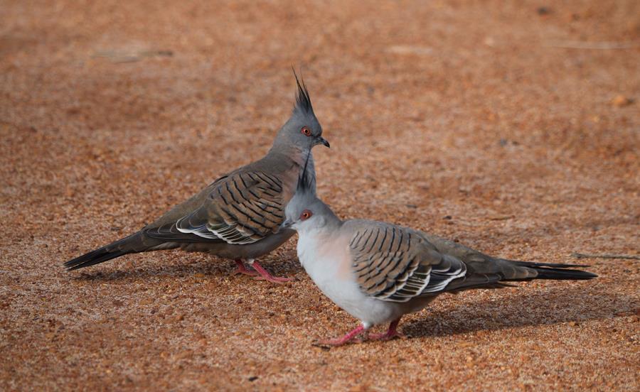 Pigeon-crested-0001r.JPG