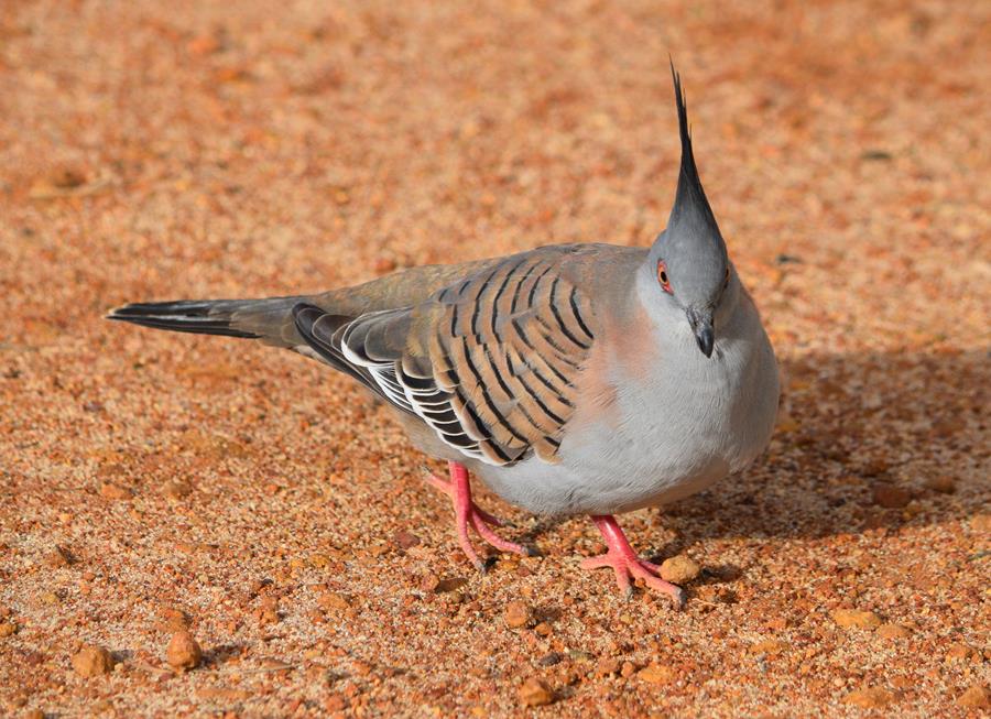 Pigeon-crested-0002r.JPG