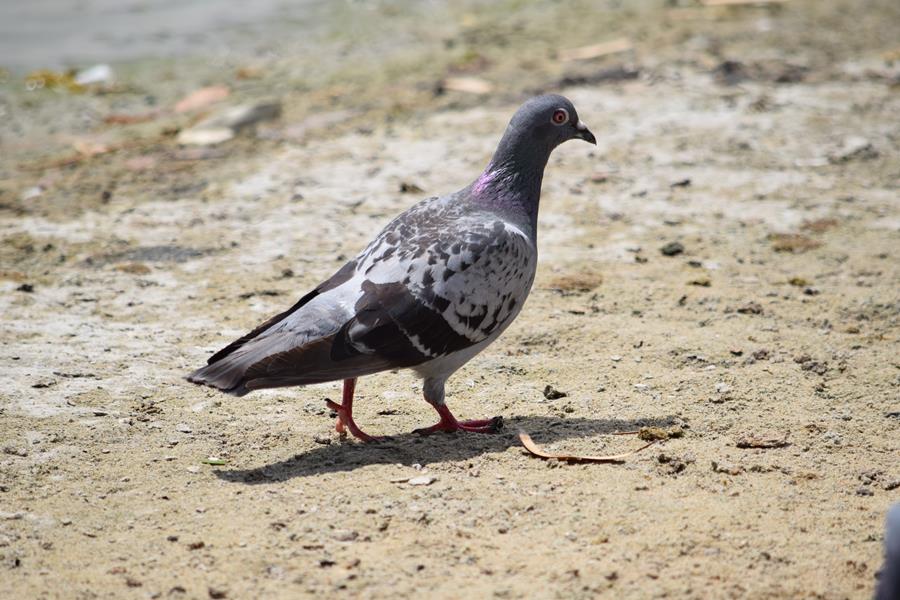 Pigeon-feral-0987.JPG