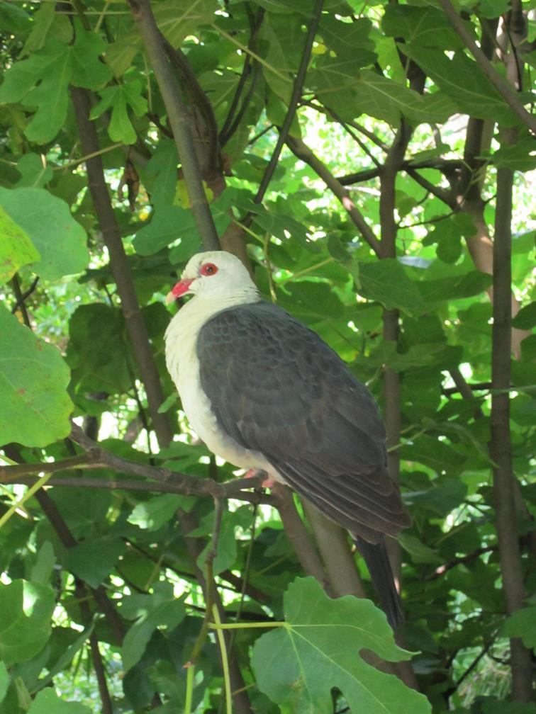 Pigeon-white-headed-0001x.JPG