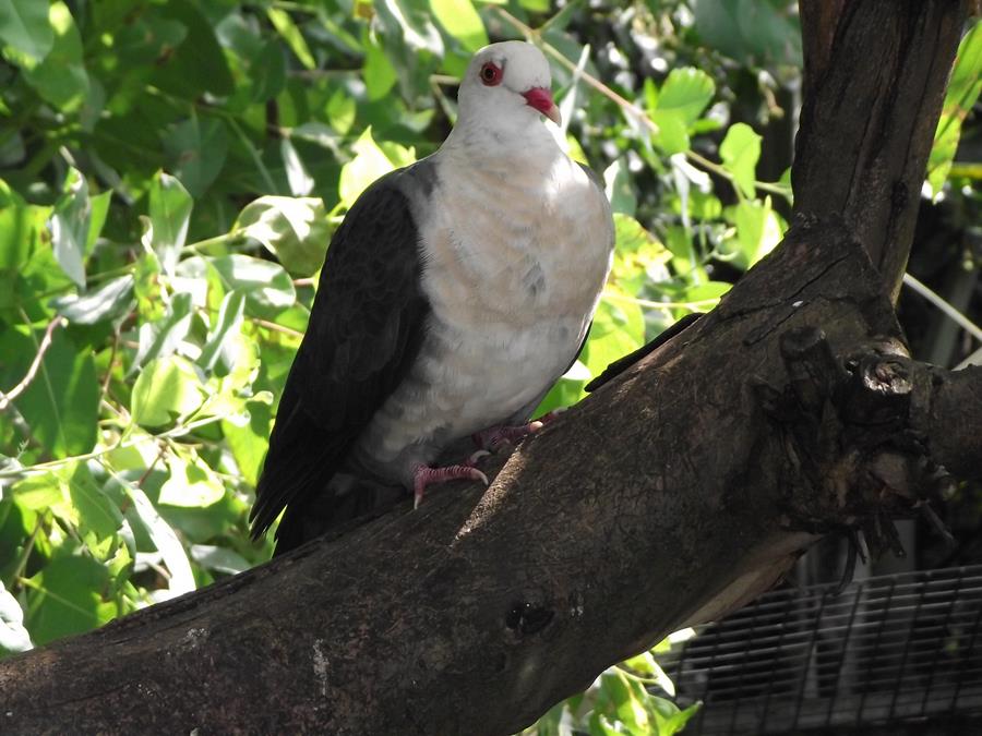 Pigeon-white-headed-0003x.JPG