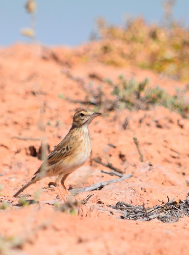 Pipit-Richards-0003r.JPG