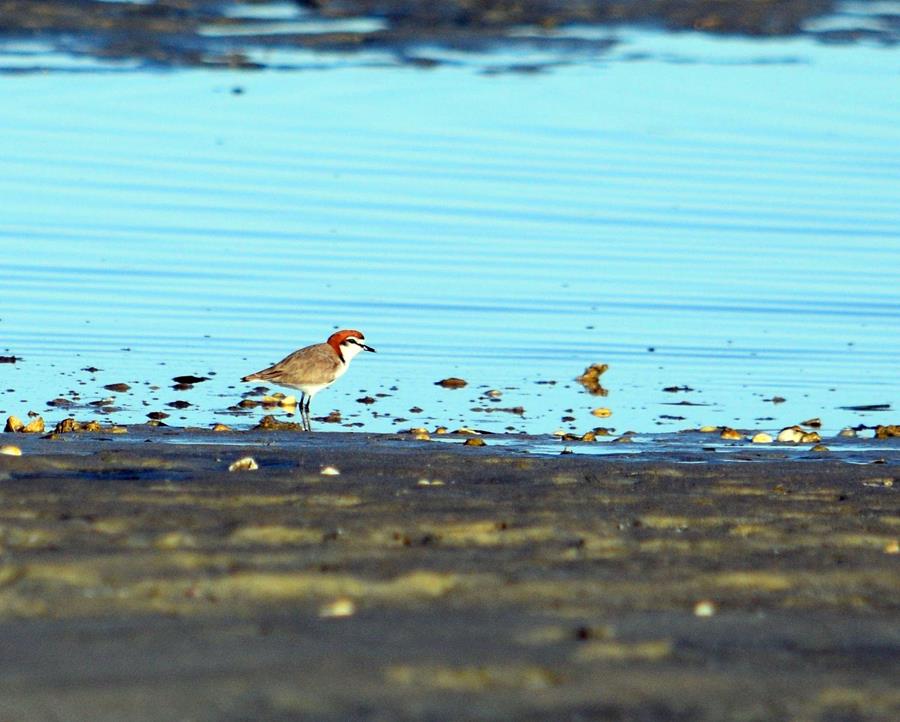 Plover-red-capped-1010.JPG