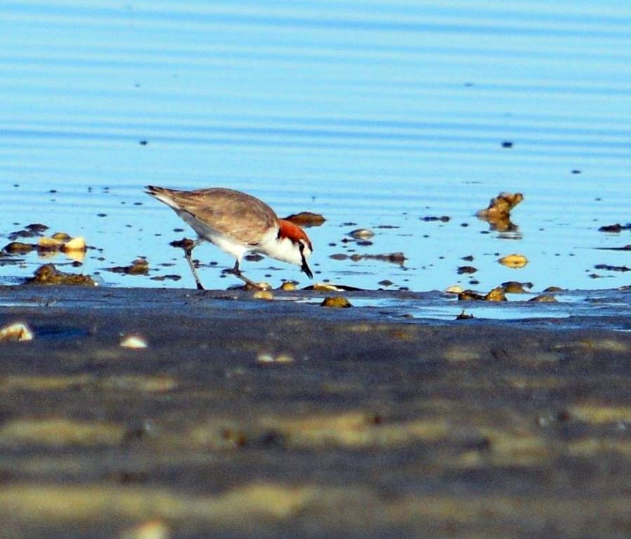 Plover-red-capped-1012.JPG