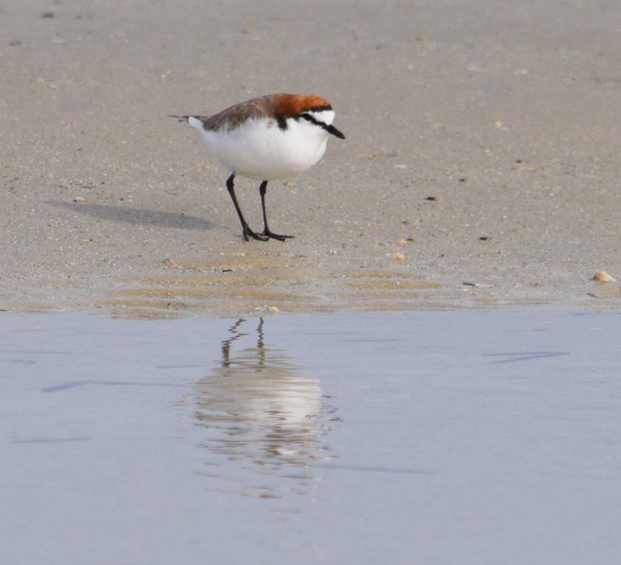 Plover-red-capped-2009.JPG