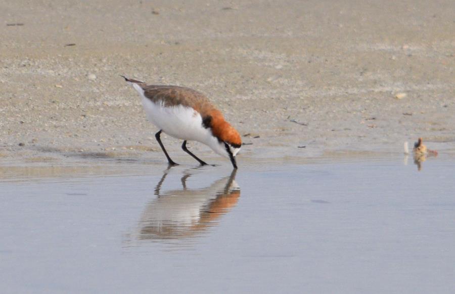 Plover-red-capped-2018.JPG