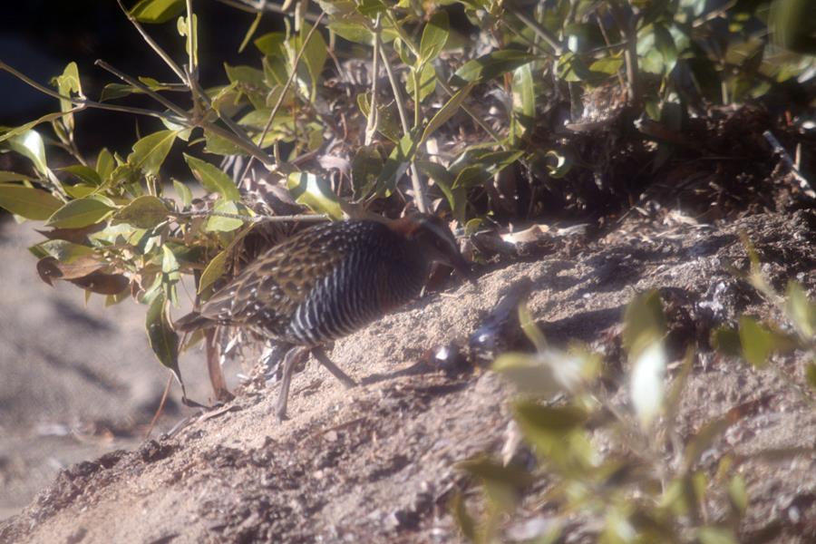 Rail-buff-banded-0001.JPG