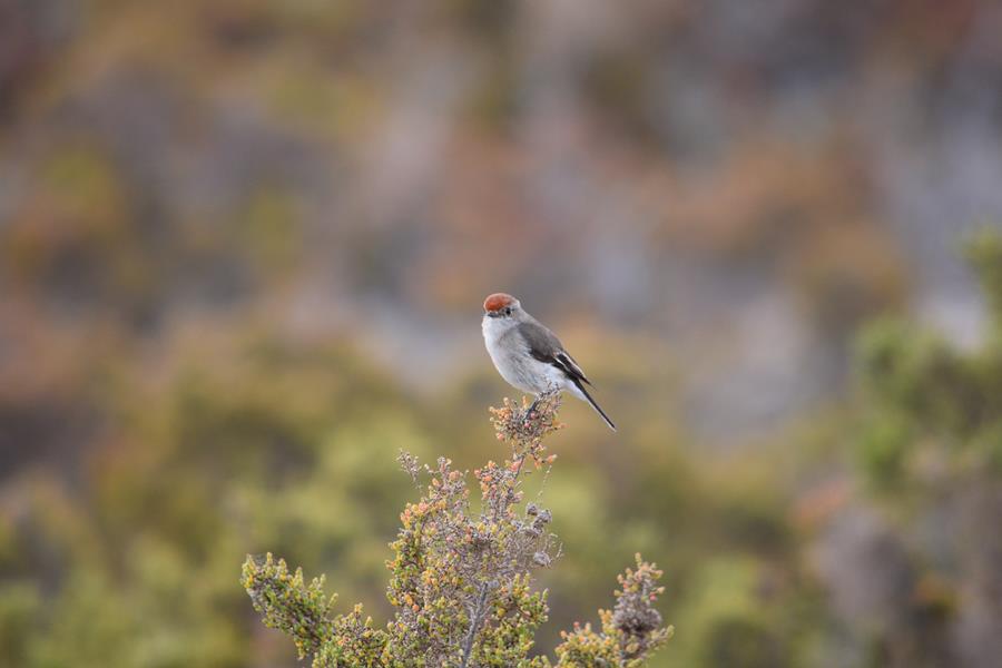 Robin-red-capped-0001n.JPG