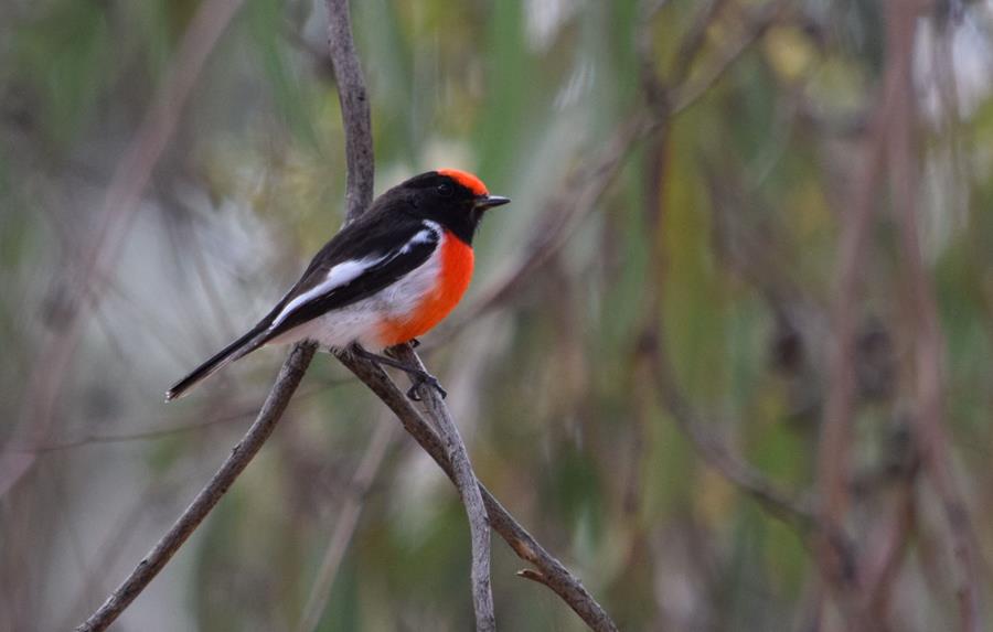 Robin-red-capped-0003q.JPG