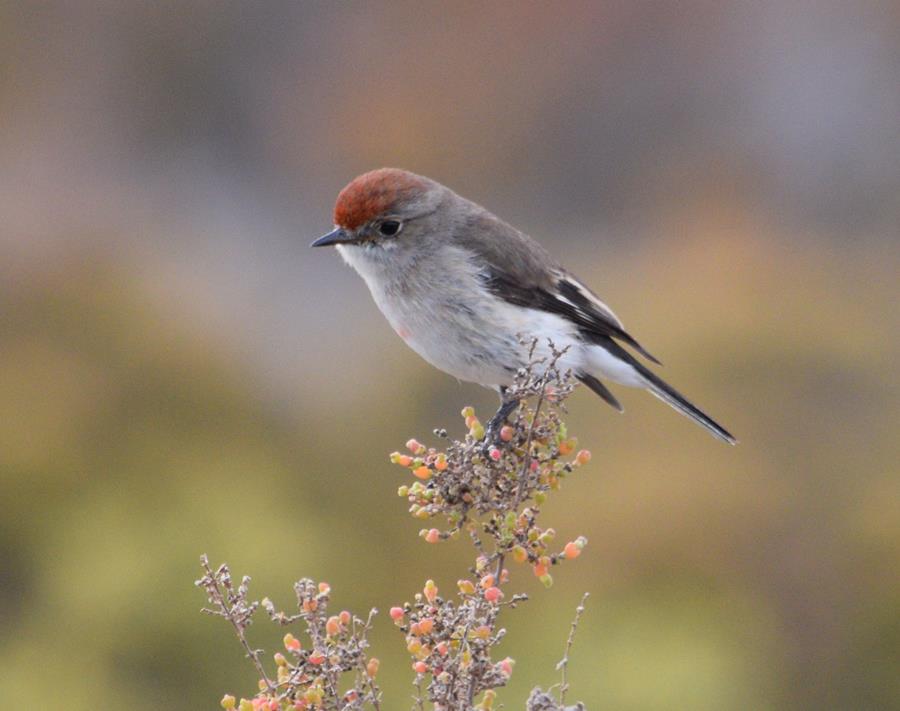 Robin-red-capped-0036m.JPG