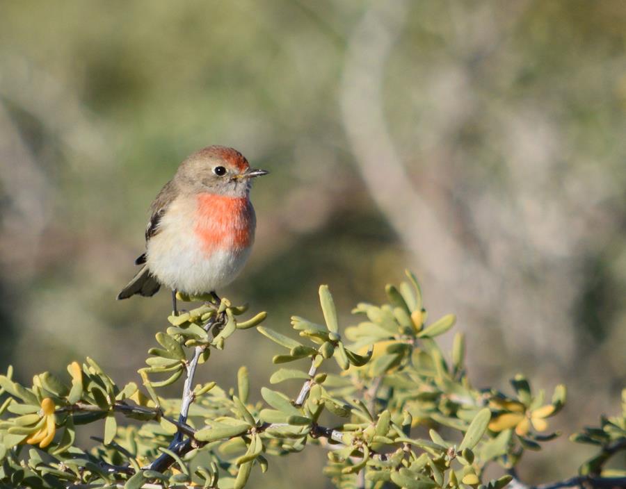 Robin-red-capped-1005.JPG