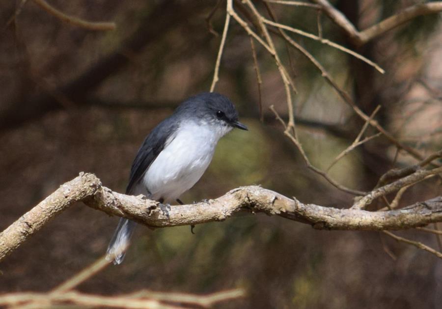 Robin-white-breasted-0002x.JPG