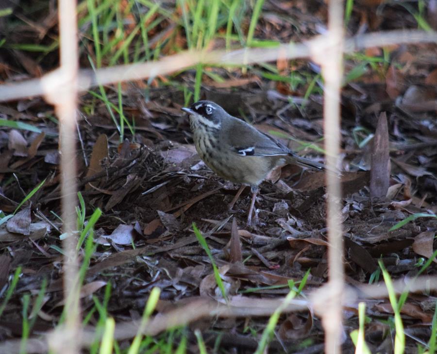 Scrubwren-0427.JPG