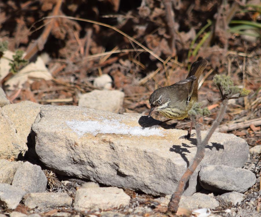 Scrubwren-white-browed-0001r.JPG