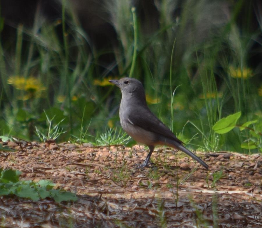 Shrike-thrush-grey-0002g.JPG